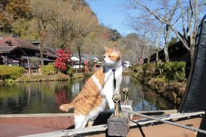 「猫忍 猫が見るDVD 父上の江戸ネコ歩き」