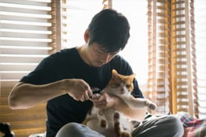 『ブランケット・キャッツ』