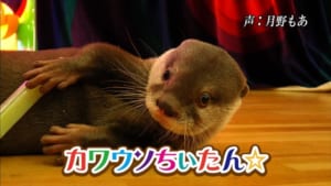 カワウソ・ちぃたん☆