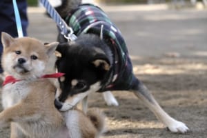 「柴公園」