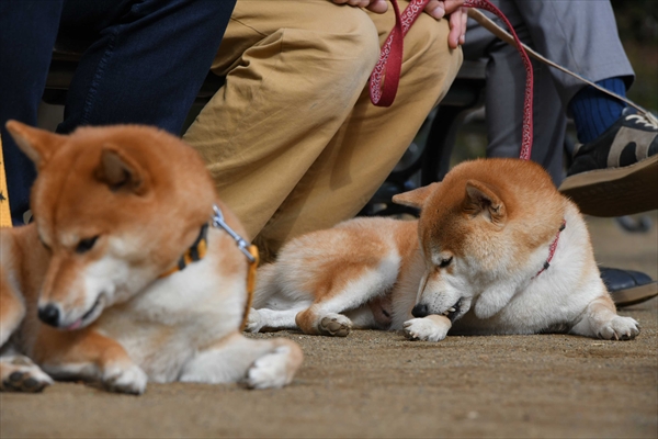 「柴公園」