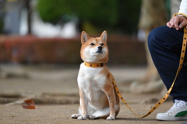 「柴公園」