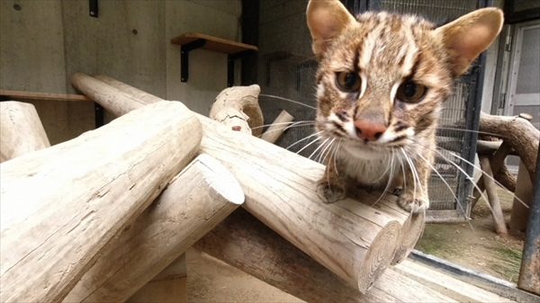 『命をつなぐ 動物園、もう一つの誓い』