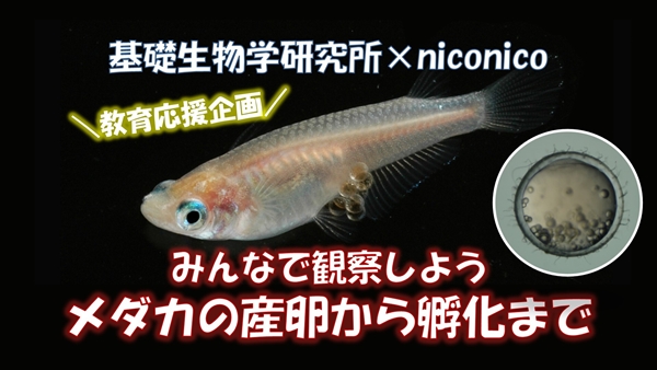 『教育応援企画【みんなで観察しよう】メダカの産卵から孵化まで～基礎生物学研究所×niconico』