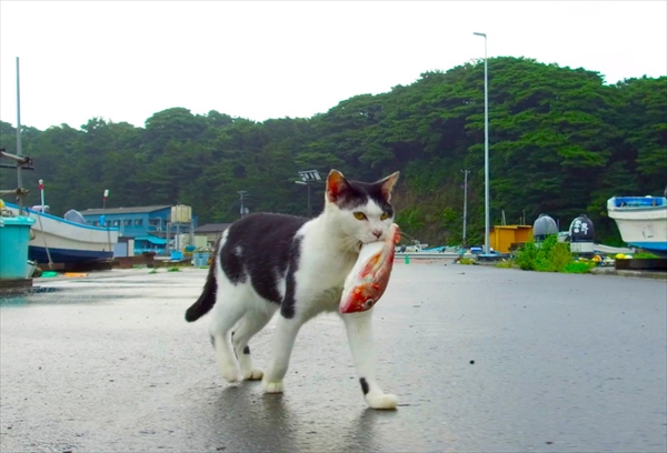 『もふもふモフモフ』