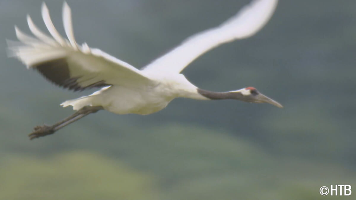 HTBノンフィクション『たづ鳴きの里～タンチョウを呼ぶ農民たちの1500日～』