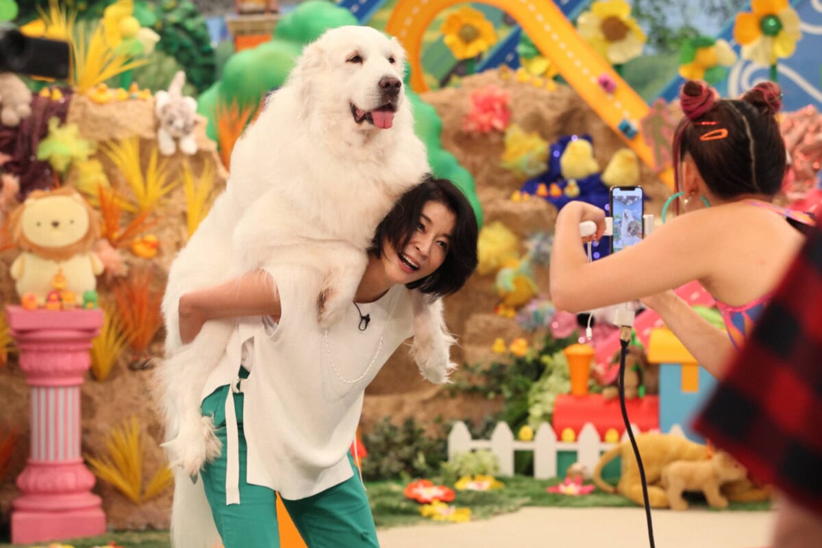 高嶋ちさ子が話題の おんぶ犬 に挑戦 アンタッチャブルのおバカワいい映像バトル 7 8放送 Tv Life Web