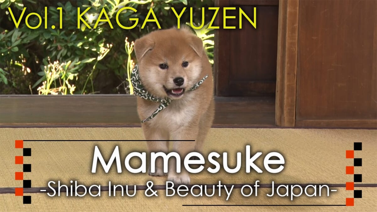 『Mamesuke Shiba Inu & Beauty of Japan