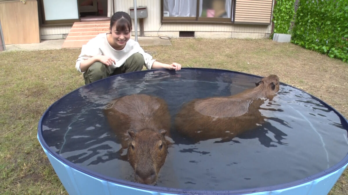 みんなのどうぶつ園