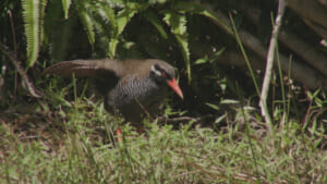 沖縄島北部のヤンバルクイナ