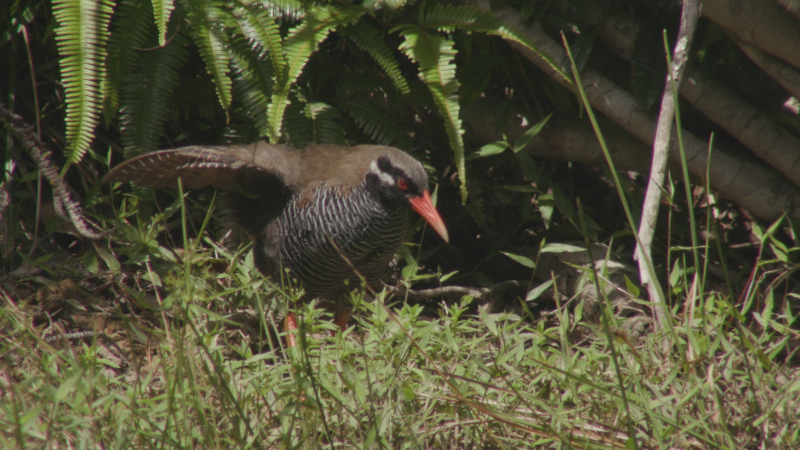 沖縄島北部のヤンバルクイナ