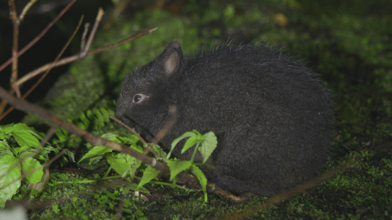 生きた化石アマミノクロウサギ