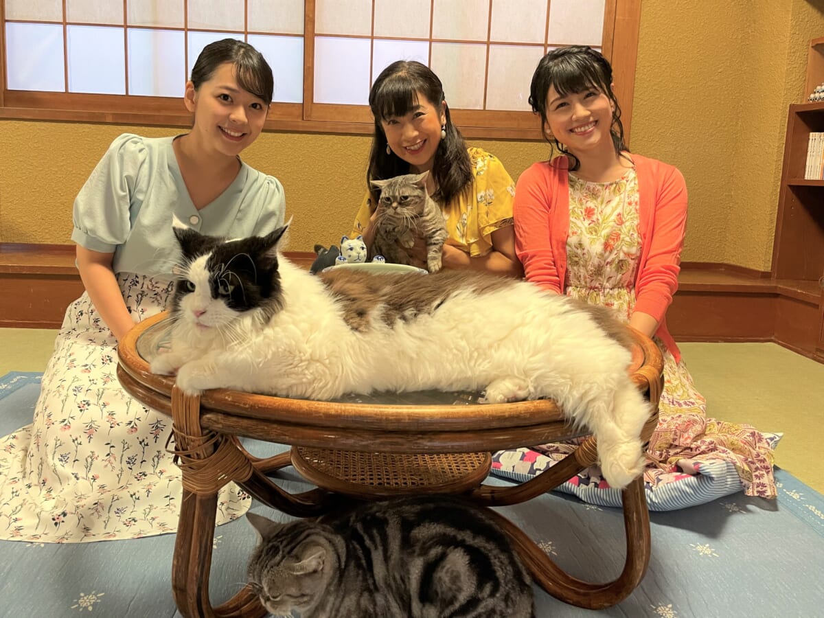 にゃんだらけ