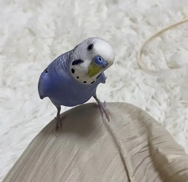 江嶋綾恵梨が永遠に匂いたい最高の香りとは ニジマスのこれ愛してマス 第10回 Tv Life Web