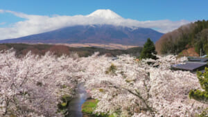 桜の名所・忍野村の桜並木をドローン撮影
