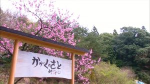『所さんの目がテン！』