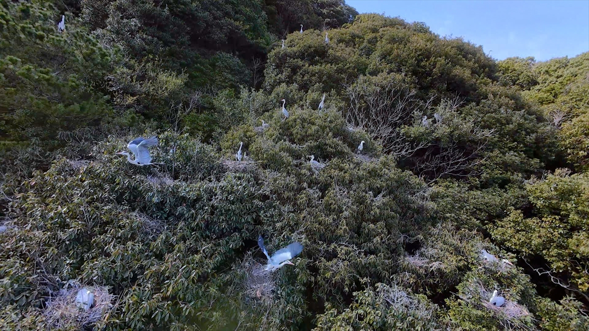 『飛んで見にいく謎の島』