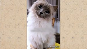 『笑える！泣ける！動物スクープ100連発』