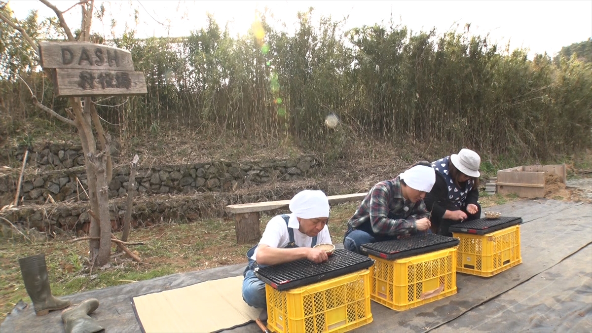『ザ！鉄腕！DASH!!』