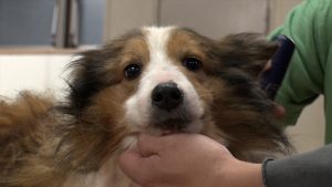 『嗚呼!!みんなの動物園』