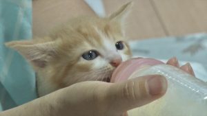 『嗚呼!!みんなの動物園3時間スペシャル』