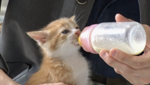 『嗚呼!!みんなの動物園3時間スペシャル』