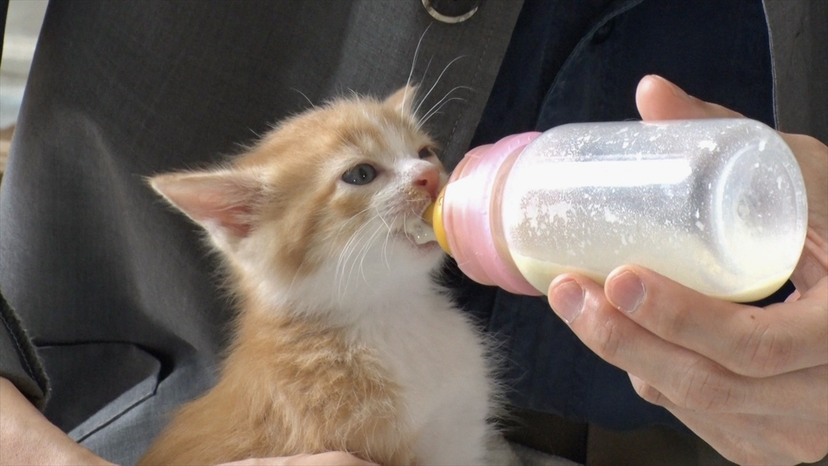 『嗚呼!!みんなの動物園3時間スペシャル』