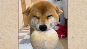 『笑える！泣ける！動物スクープ100連発』