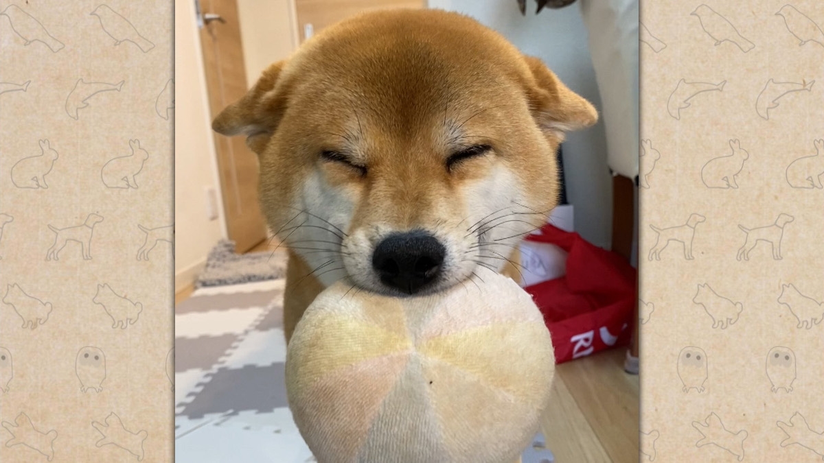 『笑える！泣ける！動物スクープ100連発』