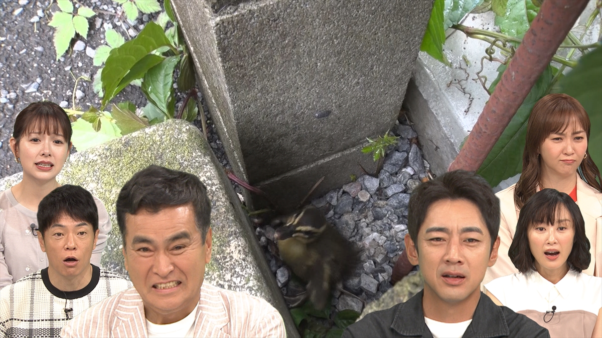 『日本探求アカデミックバラエティ　火曜の良純孝太郎』