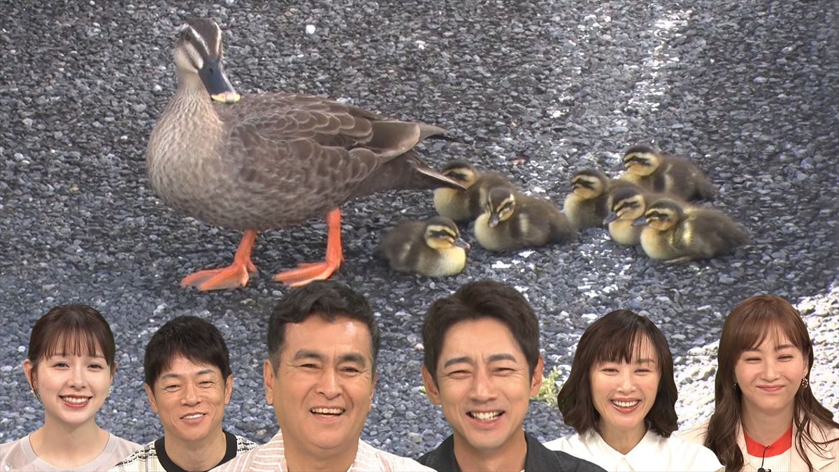 『日本探求アカデミックバラエティ　火曜の良純孝太郎』