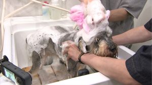 『嗚呼!!みんなの動物園2時間スペシャル』
