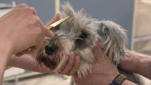 『嗚呼!!みんなの動物園2時間スペシャル』