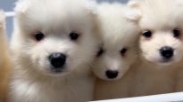 『笑える！泣ける！動物スクープ100連発』