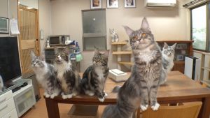 『笑える！泣ける！動物スクープ100連発』