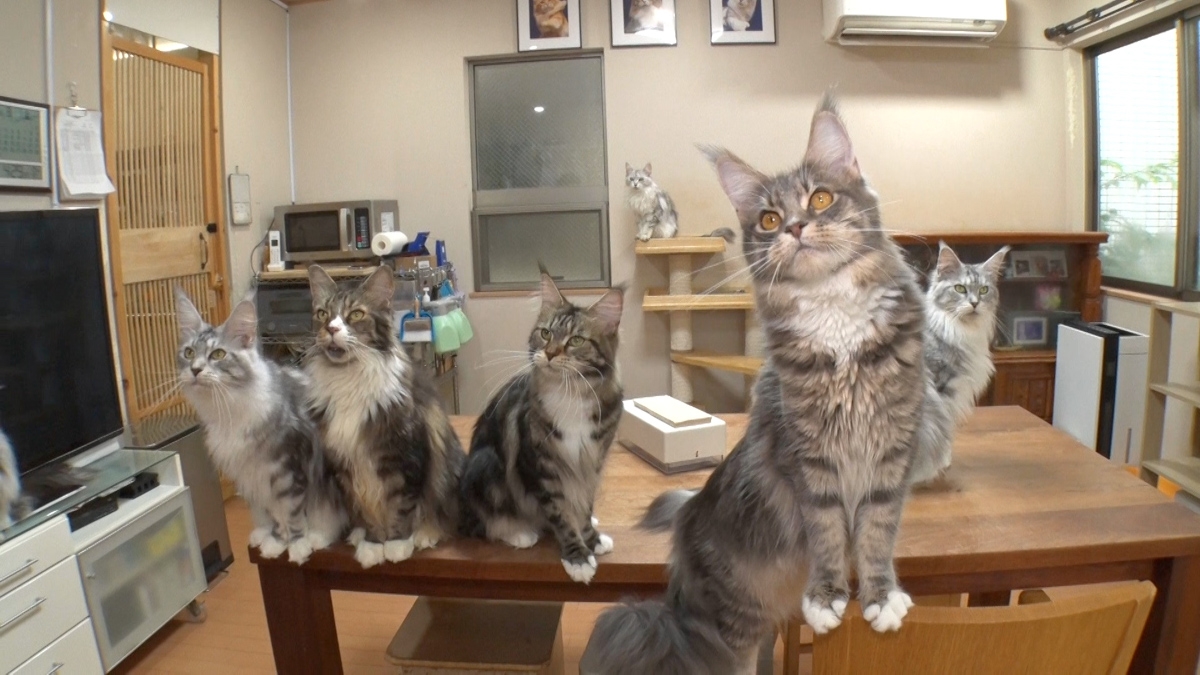 『笑える！泣ける！動物スクープ100連発』