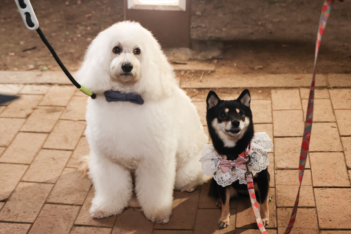 『初恋DOGs』