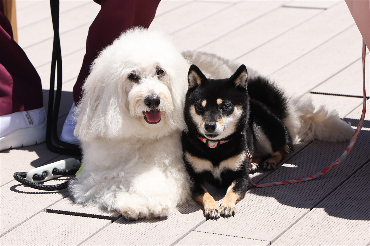 『初恋DOGs』