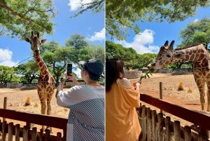 『有吉の夏休み2025 密着77時間in Hawaii』