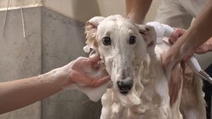 『嗚呼!!みんなの動物園』