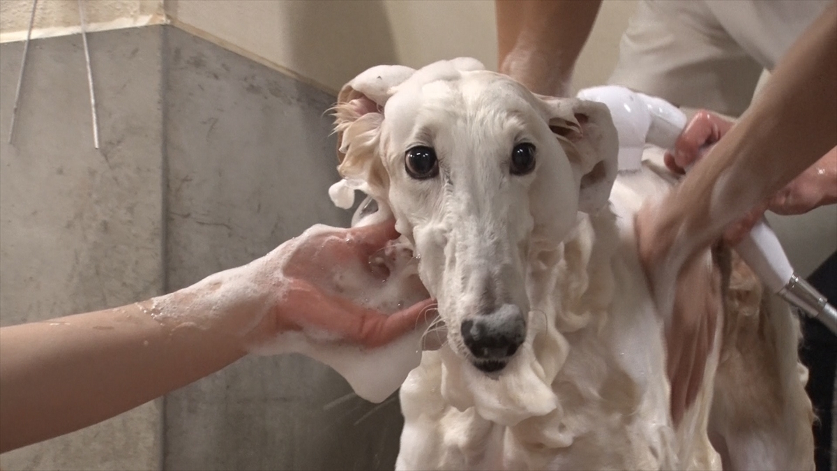 『嗚呼!!みんなの動物園』