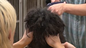 『嗚呼!!みんなの動物園』