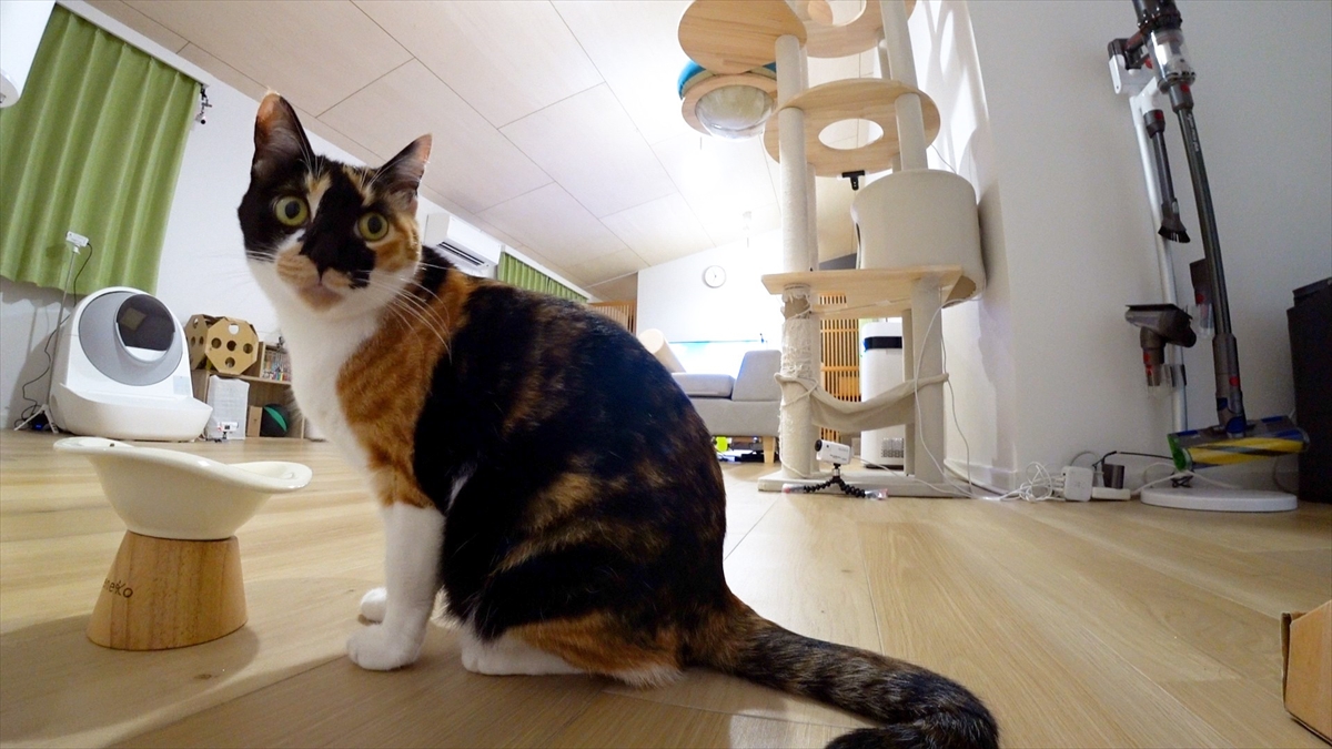 『嗚呼!!みんなの動物園2時間SP』