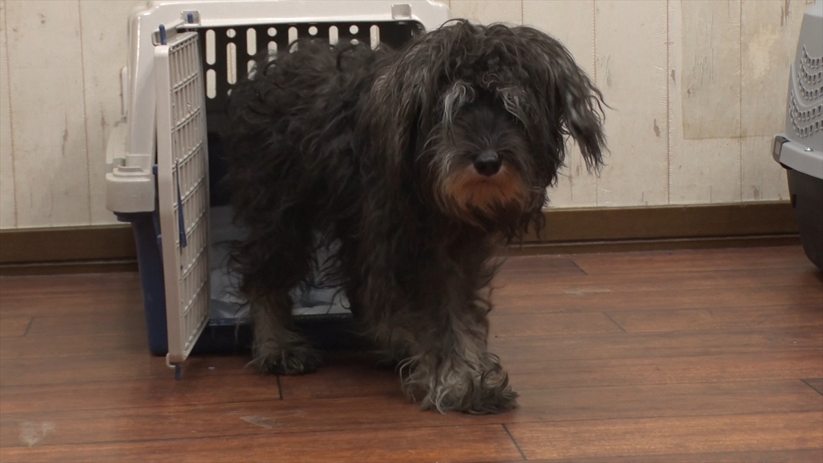 『嗚呼!!みんなの動物園』