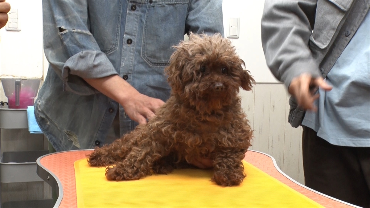『嗚呼!!みんなの動物園』