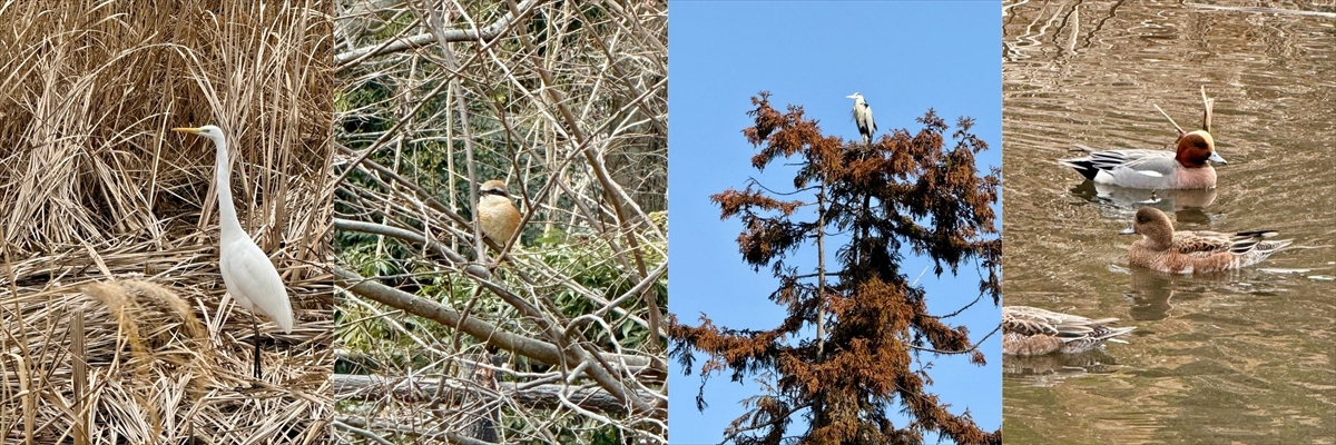 『野鳥を見る田中』