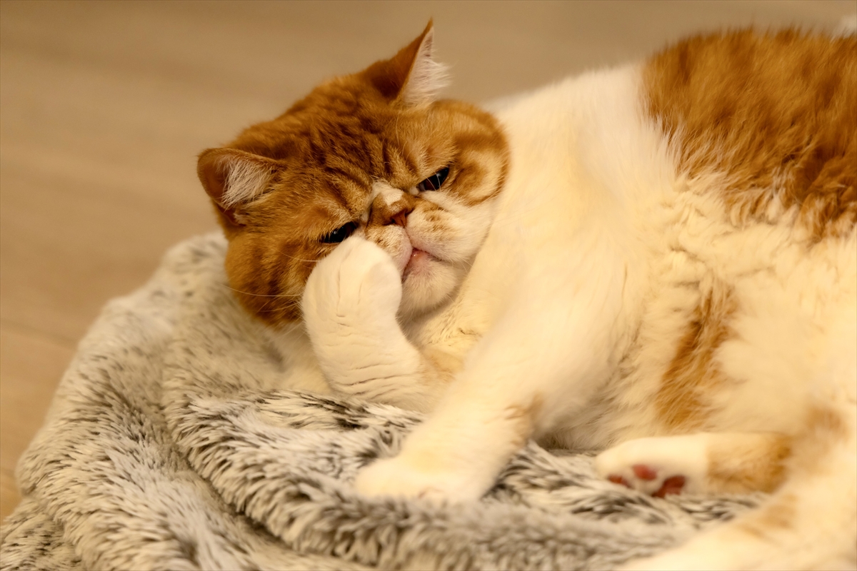 『元カレの猫を、預かりまして。』