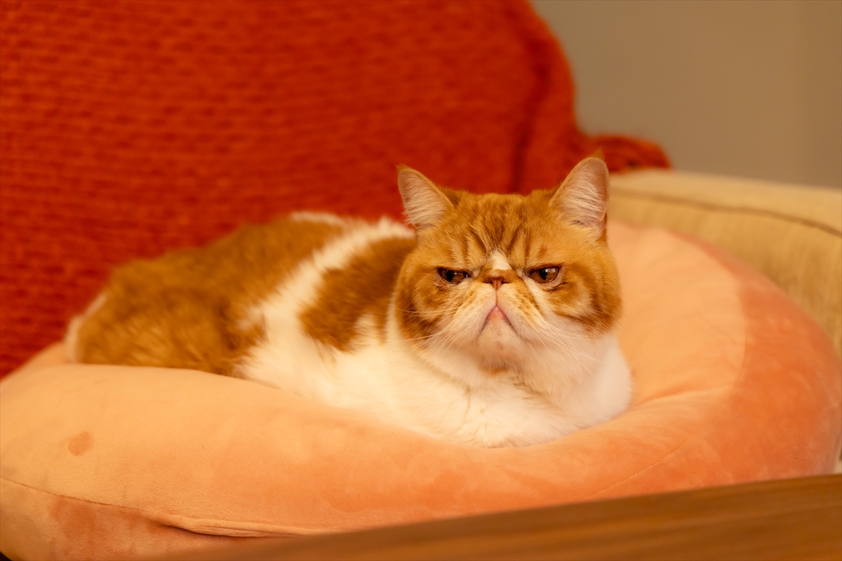 『元カレの猫を、預かりまして。』