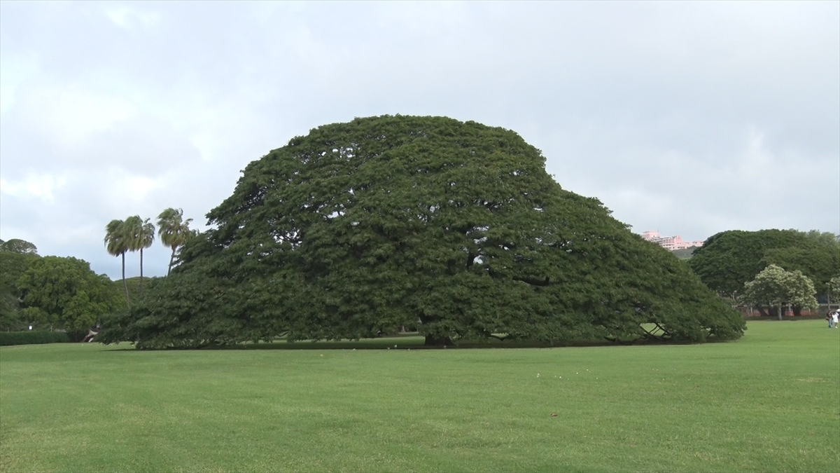 『プラチナファミリー』