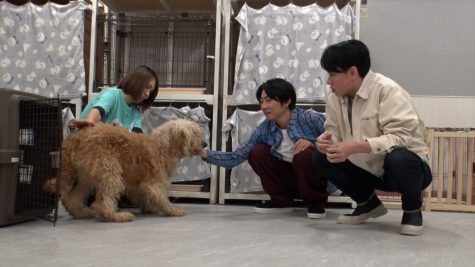 『嗚呼!!みんなの動物園』